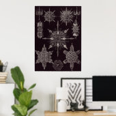 Ernst Haeckel Art Print: Acanthophracta Poster (Heimbüro)