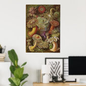 Ernst Haeckel Art Print: Actiniae Poster (Heimbüro)