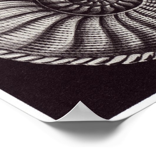 Ernst Haeckel Art Print: Ammonitida Poster (Ecke)