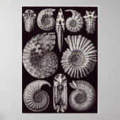 Ernst Haeckel Art Print: Ammonitida Poster (Vorne)