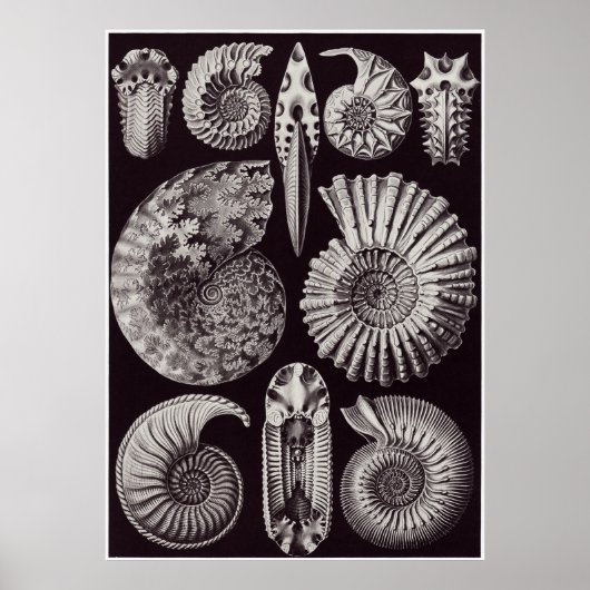 Ernst Haeckel Art Print: Ammonitida Poster (Vorne)