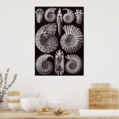 Ernst Haeckel Art Print: Ammonitida Poster (Küche)