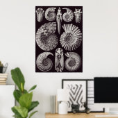 Ernst Haeckel Art Print: Ammonitida Poster (Heimbüro)