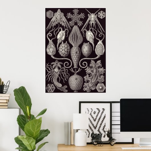 Ernst Haeckel Art Print: Amphoridea Poster (Heimbüro)