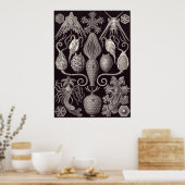 Ernst Haeckel Art Print: Amphoridea Poster (Küche)