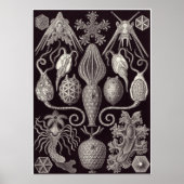 Ernst Haeckel Art Print: Amphoridea Poster (Vorne)