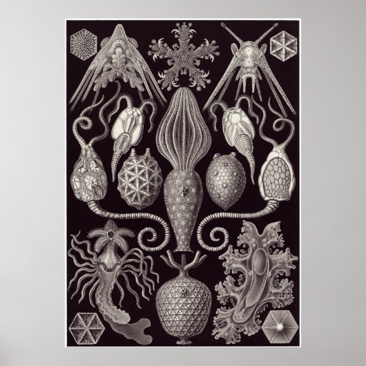 Ernst Haeckel Art Print: Amphoridea Poster (Vorne)