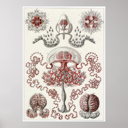 Ernst Haeckel Art Print: Anthomedusae Poster (Vorne)