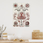 Ernst Haeckel Art Print: Anthomedusae Poster (Küche)