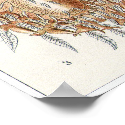 Ernst Haeckel Art Print: Arachnida Poster (Ecke)