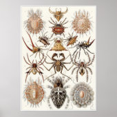 Ernst Haeckel Art Print: Arachnida Poster (Vorne)