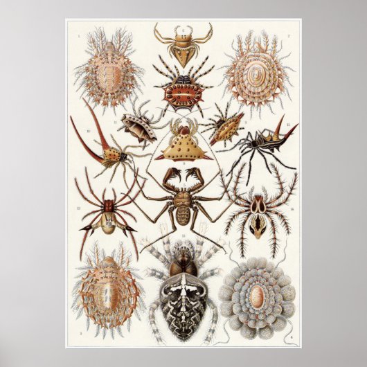 Ernst Haeckel Art Print: Arachnida Poster (Vorne)