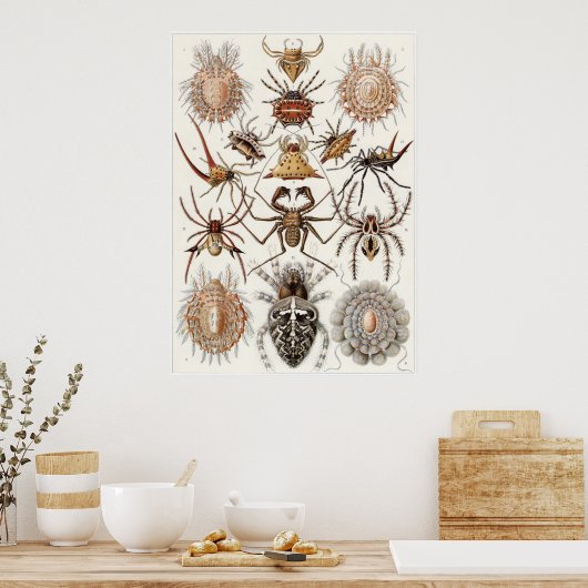 Ernst Haeckel Art Print: Arachnida Poster (Küche)