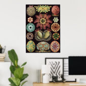 Ernst Haeckel Art Print: Ascidiae Poster (Heimbüro)