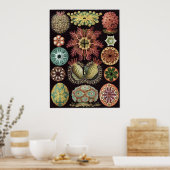 Ernst Haeckel Art Print: Ascidiae Poster (Küche)