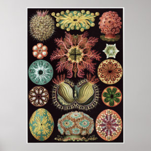 Ernst Haeckel Art Print: Ascidiae Poster