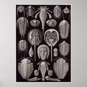 Ernst Haeckel Art Print: Aspidonia Poster