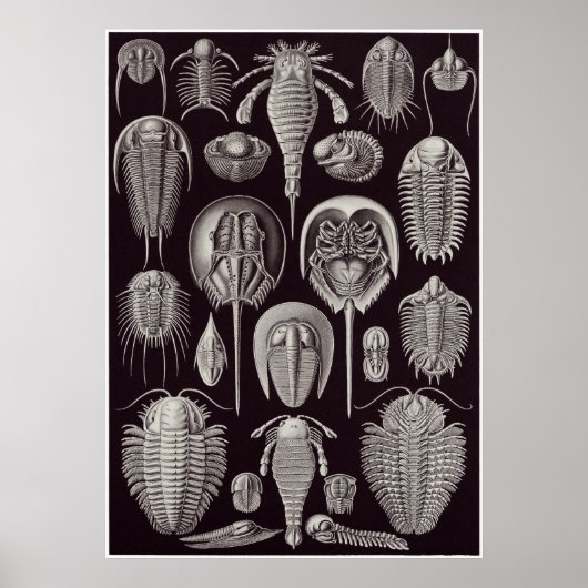 Ernst Haeckel Art Print: Aspidonia Poster (Vorne)