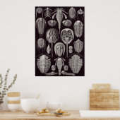 Ernst Haeckel Art Print: Aspidonia Poster (Küche)