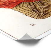 Ernst Haeckel Art Print: Asteridea Poster (Ecke)