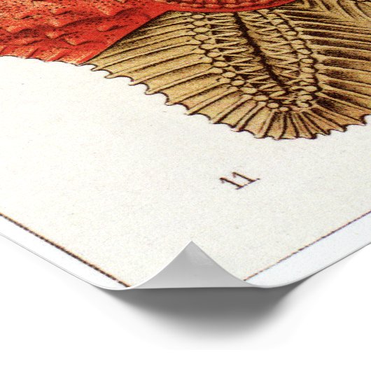 Ernst Haeckel Art Print: Asteridea Poster (Ecke)