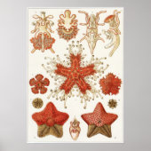 Ernst Haeckel Art Print: Asteridea Poster (Vorne)