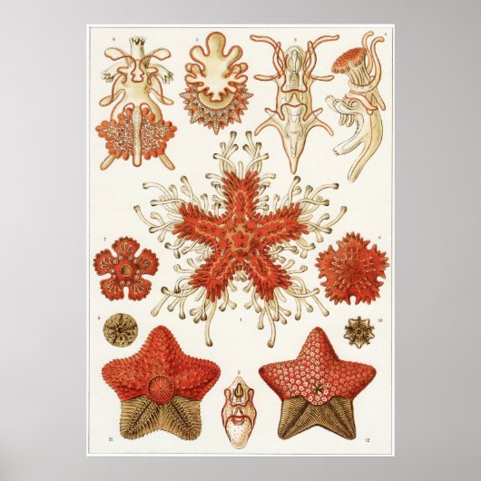 Ernst Haeckel Art Print: Asteridea Poster (Vorne)