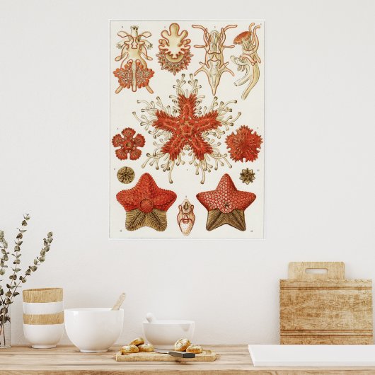 Ernst Haeckel Art Print: Asteridea Poster (Küche)