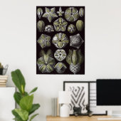 Ernst Haeckel Art Print: Blastoidea Poster (Heimbüro)