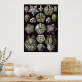 Ernst Haeckel Art Print: Blastoidea Poster (Küche)