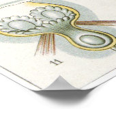 Ernst Haeckel Art Print: Bryozoa Poster (Ecke)