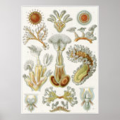 Ernst Haeckel Art Print: Bryozoa Poster (Vorne)