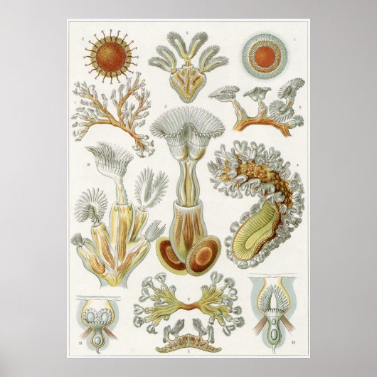 Ernst Haeckel Art Print: Bryozoa Poster (Vorne)