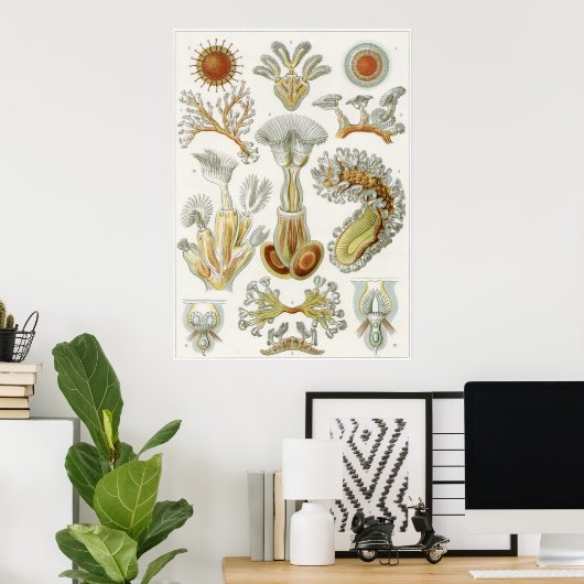 Ernst Haeckel Art Print: Bryozoa Poster (Heimbüro)
