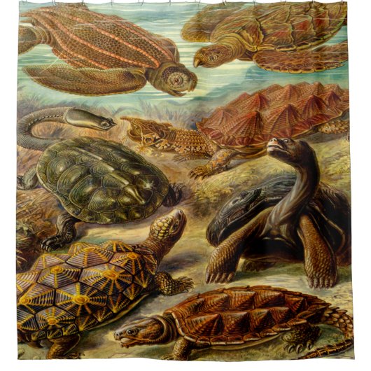 Ernst Haeckel Art Print: Chelonia Duschvorhang (Vorderseite)