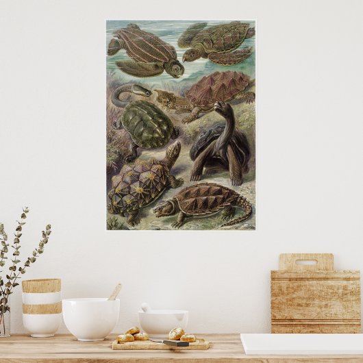 Ernst Haeckel Art Print: Chelonia Poster (Küche)