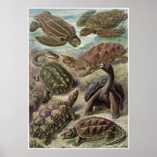 Ernst Haeckel Art Print: Chelonia Poster (Vorne)