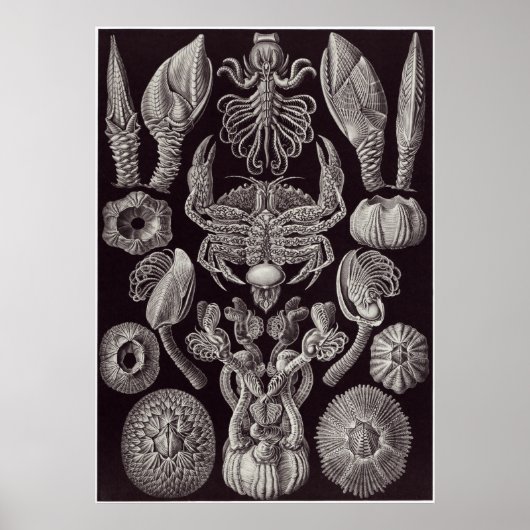 Ernst Haeckel Art Print: Cirripedia Poster (Vorne)