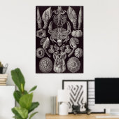 Ernst Haeckel Art Print: Cirripedia Poster (Heimbüro)