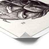 Ernst Haeckel Art Print: Coniferae Poster (Ecke)