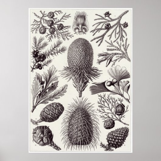 Ernst Haeckel Art Print: Coniferae Poster (Vorne)