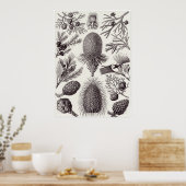 Ernst Haeckel Art Print: Coniferae Poster (Küche)