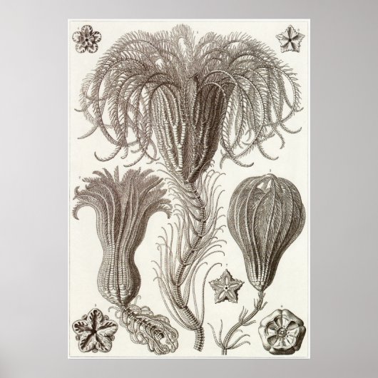 Ernst Haeckel Art Print: Crinoidea Poster (Vorne)