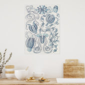 Ernst Haeckel Art Print: Ctenophorae Poster (Küche)