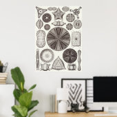 Ernst Haeckel Art Print: Diatomea Poster (Heimbüro)