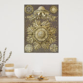 Ernst Haeckel Art Print: Discomedusae Poster (Küche)