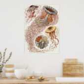 Ernst Haeckel Art Print: Discomedusae Poster (Küche)