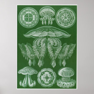 Ernst Haeckel Art Print: Discomedusae Poster