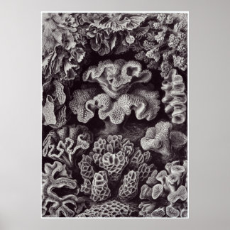 Ernst Haeckel Art Print: Hexoralla Poster