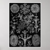 Ernst Haeckel Art Print: Lichenes Poster (Vorne)